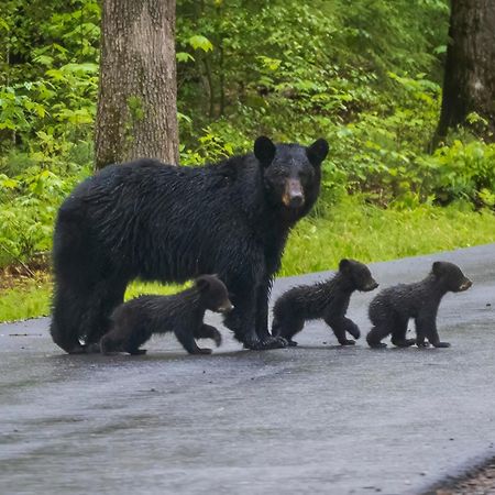 Hemlock Hollow, Pool Access, 1089 Free Tickets Each Paid Day, Dollywood And More Sevierville Ngoại thất bức ảnh